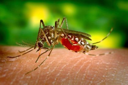 Ordinanza del Sindaco: Azioni contro diffusione virus West Nile